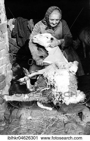 Stock Image - Old woman schurt sheep, ca. 1955, Leipzig, Germany, Europe. Fotosearch