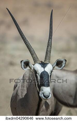 Oryx-Antilope (Oryx gazella), Portrait, Kgalagadi Transfrontier Park, Northern Cape, Sudafrika View Large Photo Image Stock Photograph - Oryx-Antilope (Oryx gazella), Portrait, Kgalagadi Transfrontier Park, Northern Cape, Sudafrika. Fotosearch