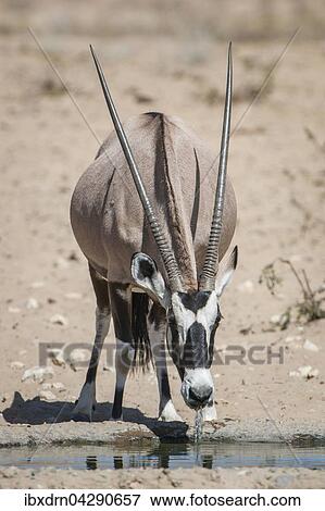 Stock Photo - Oryx-Antilope (Oryx gazella) trinkt an einem Wasserloch, Kgalagadi Transfrontier Park, Northern Cape, Sudafrika. Fotosearch