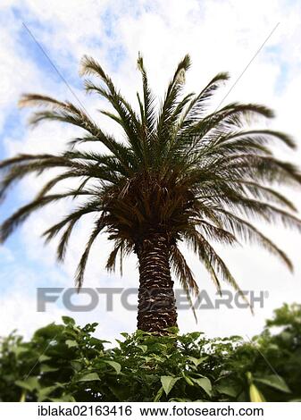 Palm (Arecaceae, Palmae), out of focus View Large Photo Image Stock Photograph - Palm (Arecaceae, Palmae), out of focus. Fotosearch