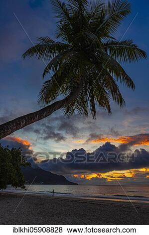 Palm tree and sea at sunset in Beau Vallon Bay, Mahe Island, Seychelles, Africa View Large Photo Image Stock Photo - Palm tree and sea at sunset in Beau Vallon Bay, Mahe Island, Seychelles, Africa. Fotosearch