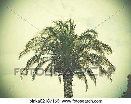 Palm tree, retro look, Bad Pyrmont, Lower Saxony, Germany, Europe View Large Photo Image Stock Image - Palm tree, retro look, Bad Pyrmont, Lower Saxony, Germany, Europe. Fotosearch