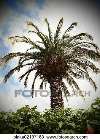 Palm tree, retro look, Bad Pyrmont, Lower Saxony, Germany, Europe View Large Photo Image Stock Photo - Palm tree, retro look, Bad Pyrmont, Lower Saxony, Germany, Europe. Fotosearch