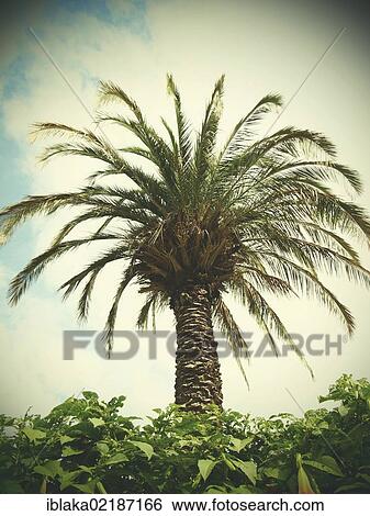 Palm tree, retro look, Bad Pyrmont, Lower Saxony, Germany, Europe View Large Photo Image Stock Photograph - Palm tree, retro look, Bad Pyrmont, Lower Saxony, Germany, Europe. Fotosearch