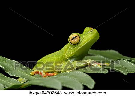 Palmen-Laubfrosch (Hypsiboas pelluscensa), Choco Regenwald, Ecuador, Sudamerika View Large Photo Image Stock Photo - Palmen-Laubfrosch (Hypsiboas pelluscensa), Choco Regenwald, Ecuador, Sudamerika. Fotosearch