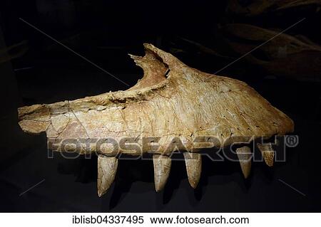 Stock Photography - Part of the jaw of the carnivorous dinosaur (Carcharodontosaurus saharicus), Naturkundemuseum, Natural history museum, Berlin, Germany, Europe. Fotosearch