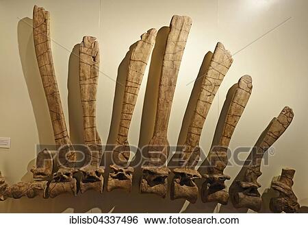 Part of the spine and back bones of the biggest carnivorous dinosaur (Spinosaurus aegyptiacus), Naturkundemuseum, Natural history museum, Berlin, Germany, Europe View Large Photo Image Stock Photograph - Part of the spine and back bones of the biggest carnivorous dinosaur (Spinosaurus aegyptiacus), Naturkundemuseum, Natural history museum, Berlin, Germany, Europe. Fotosearch
