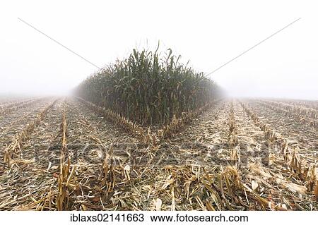 Stock Image - Partly harvested corn field on a foggy autumn day, Lake Constance, Baden-Wuerttemberg, Germany, Europe, PublicGround, Europe. Fotosearch