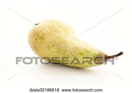 Pear (Pyrus communis) View Large Photo Image Stock Photo - Pear (Pyrus communis). Fotosearch