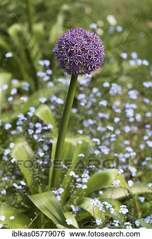 Persian Onion (Allium christophii) Ornamental garlic in the bed, garden, Germany, Europe View Large Photo Image Stock Photograph - Persian Onion (Allium christophii) Ornamental garlic in the bed, garden, Germany, Europe. Fotosearch