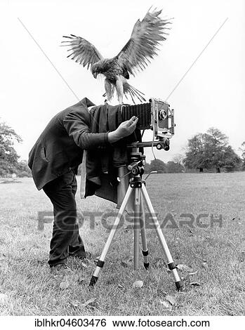 Photographer with Bird of Prey, England, Great Britain View Large Photo Image Stock Photograph - Photographer with Bird of Prey, England, Great Britain. Fotosearch