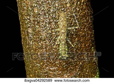 Phytomimese zur Tarnung einer Baumfangschrecke (Liturgusidae), Amazonas Regenwald, Nationalpark Yasuni, Ecuador, Sudamerika View Large Photo Image Stock Photo - Phytomimese zur Tarnung einer Baumfangschrecke (Liturgusidae), Amazonas Regenwald, Nationalpark Yasuni, Ecuador, Sudamerika. Fotosearch