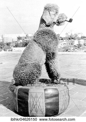 Stock Image - Poodle smokes pipe, ca. 1950, exact place unknown, Cuba, Caribbean, Central America. Fotosearch