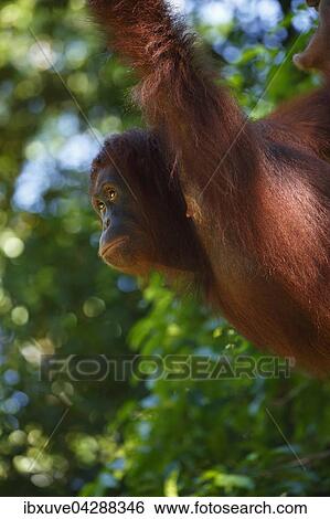 Stock Photograph - Portrait, Borneo-Orang-Utan (Pongo pygmaeus), Borneo, Malaysia, Asien. Fotosearch