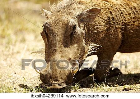 Portrat eines Warzenschwein (Phacochoerus africanus) beim Fressen, Kruger Nationalpark, Sudafrika View Large Photo Image Picture - Portrat eines Warzenschwein (Phacochoerus africanus) beim Fressen, Kruger Nationalpark, Sudafrika. Fotosearch
