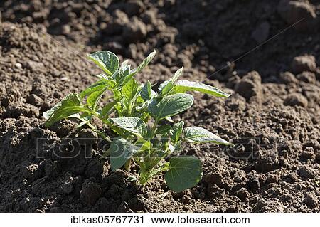 PotatoYoung plant (Solanum tuberosum) in the field, Lower Rhine, North Rhine-Westphalia, German y View Large Photo Image Stock Image - PotatoYoung plant (Solanum tuberosum) in the field, Lower Rhine, North Rhine-Westphalia, German y. Fotosearch