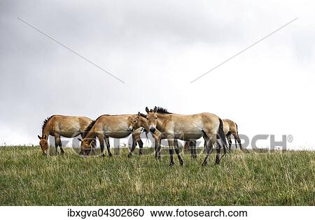 Przewalski-Pferde (Equus ferus przewalskii), Herde, Nationalpark Chustain Nuruu, Tow-Aimag, Mongolei, Asien View Large Photo Image Stock Image - Przewalski-Pferde (Equus ferus przewalskii), Herde, Nationalpark Chustain Nuruu, Tow-Aimag, Mongolei, Asien. Fotosearch