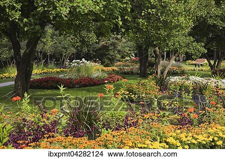 Picture - Rabatte mit Tagetes (Tagetes sp. ) und Zinnien (Zinnia sp. ), Sommer im Park Centre de la Nature, Saint-Vincent-de-Paul, Laval, Quebec, Kanada, Nordamerika. Fotosearch