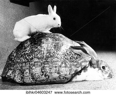 Rabbits playing with a turtle shell, England, Great Britain View Large Photo Image Stock Photo - Rabbits playing with a turtle shell, England, Great Britain. Fotosearch