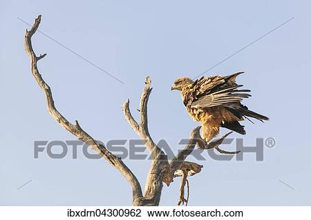 Raubadler (Aquila rapax) sitz auf einem abgestorbenem Baum, Kgalagadi Transfrontier Park, Nordkap Provinz, Sudafrika View Large Photo Image Stock Image - Raubadler (Aquila rapax) sitz auf einem abgestorbenem Baum, Kgalagadi Transfrontier Park, Nordkap Provinz, Sudafrika. Fotosearch