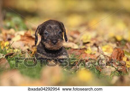 Rauhhaardackel, Teckel (Canis lupus familiaris), Welpe, liegt in Herbstlaub, Deutschland, Europa View Large Photo Image Picture - Rauhhaardackel, Teckel (Canis lupus familiaris), Welpe, liegt in Herbstlaub, Deutschland, Europa. Fotosearch