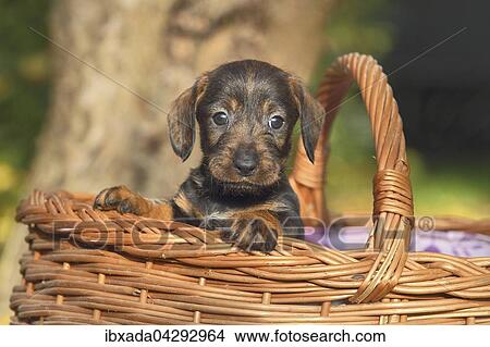 Rauhhaardackel, Teckel (Canis lupus familiaris), Welpe sitzt in einem Korb, Deutschland, Europa View Large Photo Image Picture - Rauhhaardackel, Teckel (Canis lupus familiaris), Welpe sitzt in einem Korb, Deutschland, Europa. Fotosearch
