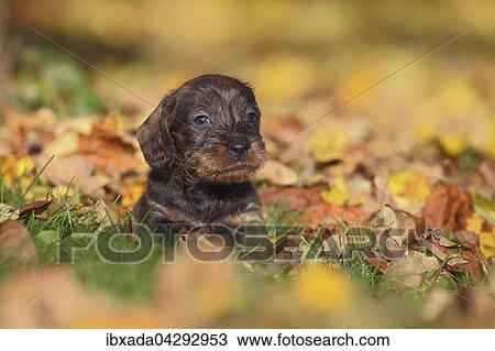 Rauhhaardackel, Teckel (Canis lupus familiaris), Welpe, liegt in Herbstlaub, Deutschland, Europa View Large Photo Image Stock Image - Rauhhaardackel, Teckel (Canis lupus familiaris), Welpe, liegt in Herbstlaub, Deutschland, Europa. Fotosearch