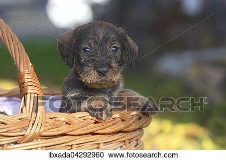 Rauhhaardackel, Teckel (Canis lupus familiaris), Welpe sitzt in einem Korb, Deutschland, Europa View Large Photo Image Stock Image - Rauhhaardackel, Teckel (Canis lupus familiaris), Welpe sitzt in einem Korb, Deutschland, Europa. Fotosearch