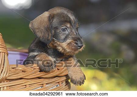 Rauhhaardackel, Teckel (Canis lupus familiaris), Welpe sitzt in einem Korb, Deutschland, Europa View Large Photo Image Stock Image - Rauhhaardackel, Teckel (Canis lupus familiaris), Welpe sitzt in einem Korb, Deutschland, Europa. Fotosearch