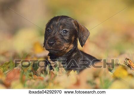 Rauhhaardackel, Teckel (Canis lupus familiaris), Welpe, liegt in Herbstlaub, Deutschland, Europa View Large Photo Image Stock Image - Rauhhaardackel, Teckel (Canis lupus familiaris), Welpe, liegt in Herbstlaub, Deutschland, Europa. Fotosearch