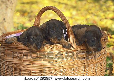 Rauhhaardackel, Teckel (Canis lupus familiaris), Welpen sitzen in einem Korb, Deutschland, Europa View Large Photo Image Stock Photo - Rauhhaardackel, Teckel (Canis lupus familiaris), Welpen sitzen in einem Korb, Deutschland, Europa. Fotosearch