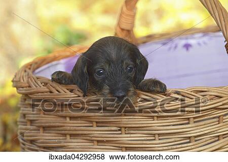 Rauhhaardackel, Teckel (Canis lupus familiaris), Welpe sitzt in einem Korb, Deutschland, Europa View Large Photo Image Stock Photo - Rauhhaardackel, Teckel (Canis lupus familiaris), Welpe sitzt in einem Korb, Deutschland, Europa. Fotosearch