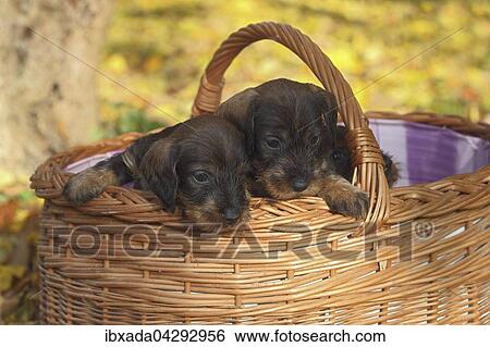 Rauhhaardackel, Teckel (Canis lupus familiaris), Welpen sitzen in einem Korb, Deutschland, Europa View Large Photo Image Stock Photograph - Rauhhaardackel, Teckel (Canis lupus familiaris), Welpen sitzen in einem Korb, Deutschland, Europa. Fotosearch