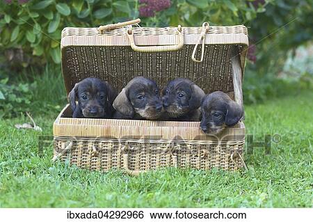 Rauhhaardackel, Teckel (Canis lupus familiaris), Welpen sitzen in einem Korb, Deutschland, Europa View Large Photo Image Stock Photograph - Rauhhaardackel, Teckel (Canis lupus familiaris), Welpen sitzen in einem Korb, Deutschland, Europa. Fotosearch