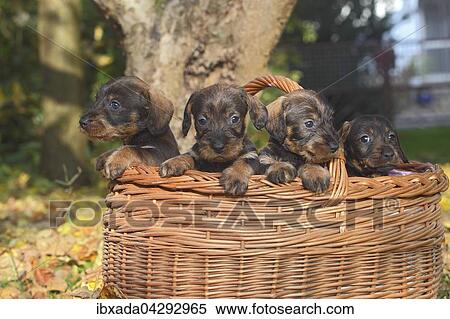Rauhhaardackel, Teckel (Canis lupus familiaris), Welpen sitzen in einem Korb, Deutschland, Europa View Large Photo Image Stock Photography - Rauhhaardackel, Teckel (Canis lupus familiaris), Welpen sitzen in einem Korb, Deutschland, Europa. Fotosearch