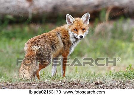 Stock Image - Red Fox (Vulpes vulpes), female, standing, alert, Neunkirchen, Siegerland district, North Rhine-Westphalia, Germany, Europe. Fotosearch