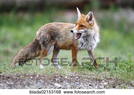 Red Fox (Vulpes vulpes), female standing on the edge of a forest, with an open mouth, Neunkirchen, Siegerland district, North Rhine-Westphalia, Germany, Europe View Large Photo Image Stock Photo - Red Fox (Vulpes vulpes), female standing on the edge of a forest, with an open mouth, Neunkirchen, Siegerland district, North Rhine-Westphalia, Germany, Europe. Fotosearch