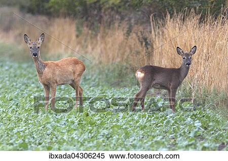 Reh (Capreolus capreolus), Ricke und Kitz schauen aufmerksam am Feldrand, Ostseeinsel Fehmarn, Schleswig-Holstein, Deutschland, Europa View Large Photo Image Stock Photography - Reh (Capreolus capreolus), Ricke und Kitz schauen aufmerksam am Feldrand, Ostseeinsel Fehmarn, Schleswig-Holstein, Deutschland, Europa. Fotosearch
