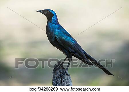 Stock Photo - Riesenglanzstar (Lamprotornis australis), Sabi Sands Wildreservat, Mpumalanga, Sudafrika. Fotosearch
