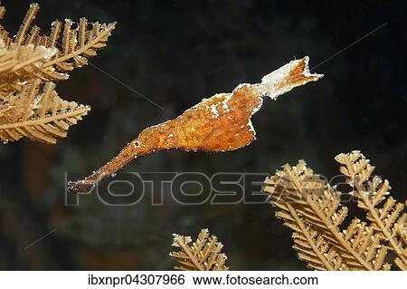 Stock Photograph - Robuster Geisterpfeifenfisch (Solenostomus cyanopterus), schwimmt zwischen Ungleicher Feder, Hydroid (Aglaophenia cupressina), Saparua Insel, Molukken, Banda See, Pazifik, Indonesien, Asien. Fotosearch