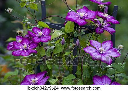 Rosa Clematis oder Waldreben (Clematis), Quebec, CanadaQuebec, Kanada, Nordamerika View Large Photo Image Picture - Rosa Clematis oder Waldreben (Clematis), Quebec, CanadaQuebec, Kanada, Nordamerika. Fotosearch