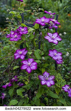 Rosa Clematis oder Waldreben (Clematis), Quebec, Kanada, Nordamerika View Large Photo Image Stock Image - Rosa Clematis oder Waldreben (Clematis), Quebec, Kanada, Nordamerika. Fotosearch