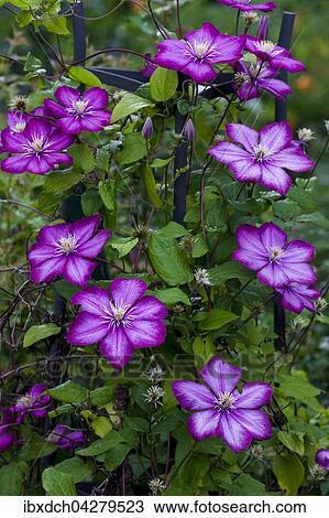 Rosa Clematis oder Waldreben (Clematis), Quebec, Kanada, Nordamerika View Large Photo Image Stock Image - Rosa Clematis oder Waldreben (Clematis), Quebec, Kanada, Nordamerika. Fotosearch