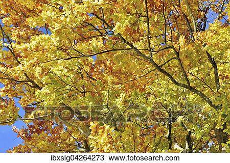 Rotbuche (fagus sylvestris), Herbstlaub Bayern, Deutschland, Europa View Large Photo Image Stock Image - Rotbuche (fagus sylvestris), Herbstlaub Bayern, Deutschland, Europa. Fotosearch