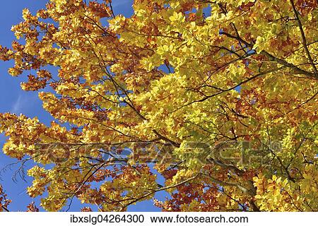 Rotbuche (fagus sylvestris), Herbstlaub Bayern, Deutschland, Europa View Large Photo Image Stock Image - Rotbuche (fagus sylvestris), Herbstlaub Bayern, Deutschland, Europa. Fotosearch