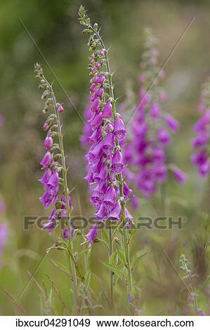 Roter Fingerhut (Digitalis purpurea), Thuringen, Deutschland, Europa View Large Photo Image Stock Photo - Roter Fingerhut (Digitalis purpurea), Thuringen, Deutschland, Europa. Fotosearch