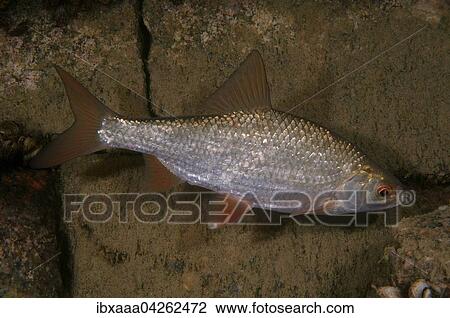 Rotfeder, Unechtes Rotauge, Rotel oder Rotblei (Scardinius erythrophthalmus), Aleksandrovskiy Granitsteinbruch, Ukraine, Europa View Large Photo Image Stock Image - Rotfeder, Unechtes Rotauge, Rotel oder Rotblei (Scardinius erythrophthalmus), Aleksandrovskiy Granitsteinbruch, Ukraine, Europa. Fotosearch