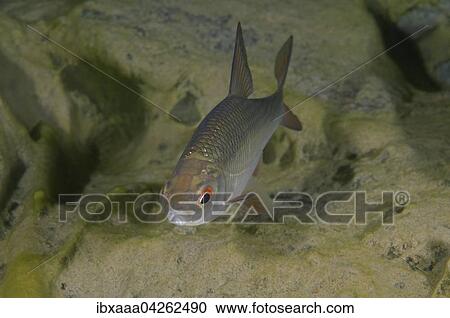 Stock Image - Rotfeder, Unechtes Rotauge, Rotel oder Rotblei (Scardinius erythrophthalmus), Aleksandrovskiy Granitsteinbruch, Ukraine, Europa. Fotosearch