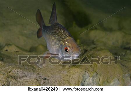 Stock Image - Rotfeder, Unechtes Rotauge, Rotel oder Rotblei (Scardinius erythrophthalmus), Aleksandrovskiy Granitsteinbruch, Ukraine, Europa. Fotosearch