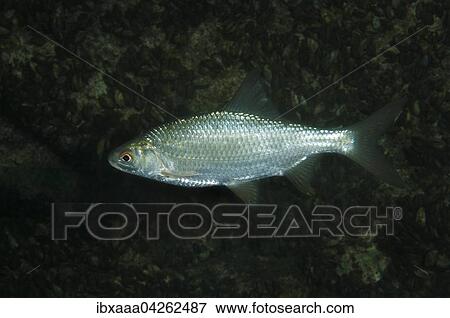 Rotfeder, Unechtes Rotauge, Rotel oder Rotblei (Scardinius erythrophthalmus), Aleksandrovskiy Granitsteinbruch, Ukraine, Europa View Large Photo Image Stock Photo - Rotfeder, Unechtes Rotauge, Rotel oder Rotblei (Scardinius erythrophthalmus), Aleksandrovskiy Granitsteinbruch, Ukraine, Europa. Fotosearch